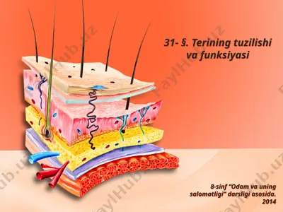 terining tuzilishi va funksiyasi. 8 - sinf — PPTX