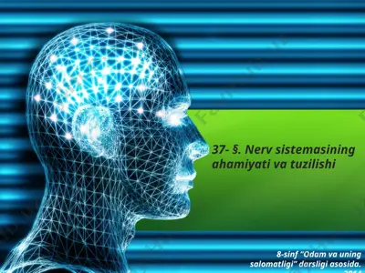 nerv sistemasining ahamiyati va tuzilishi. 8 - sinf — PPTX