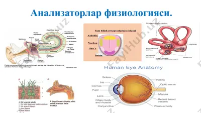 analizatorlar fiziologiyasi (3) — PPT