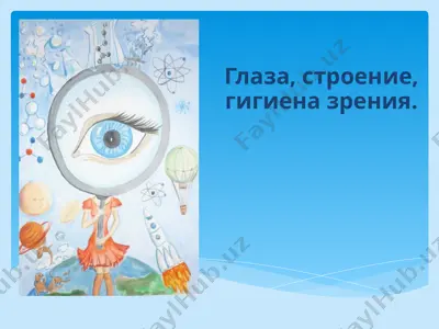 glaza - organ zreniya — PPTX
