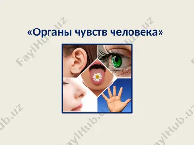 organi chuvstv. zagadki — PPTX