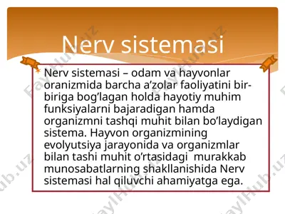 nerv sistemasi — PPTX