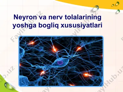 neyron va nerv tolalarining yoshga bogliq xususiyatlari. — PPTX