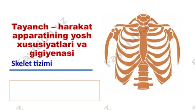 tayanch – harakat apparatining yosh xususiyatlari va gigiyenasi — PPTX