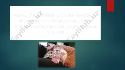parrandalarning chechak kasalligiga diagnoz qo’yish. tirnalgan tojga va pat follikulalariga tajriba uchun yuqtirish usulini o’rganish — PPTX