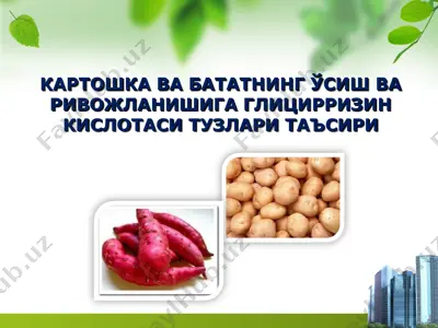 картошка ва бататнинг ўсиш ва ривожланишига глицирризин кислотаси тузлари таъсири — PPT