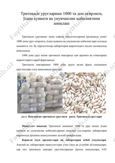тритикале уруғларини 1000 та дон оғирлиги, ўсиш қуввати ва унувчанлик қобилиятини аниқлаш — DOC