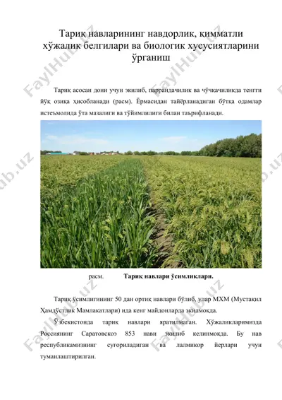тариқ навларининг навдорлик, қимматли хўжалик белгилари ва биологик хусусиятларини ўрганиш — DOC