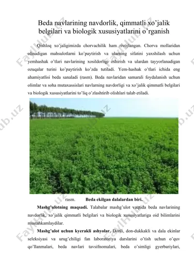 beda navlarining navdorlik, qimmatli xo’jalik belgilari va biologik xususiyatlarini o’rganish — DOC