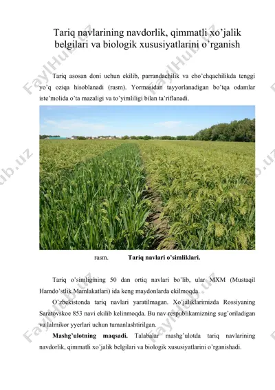tariq navlarining navdorlik, qimmatli xo’jalik belgilari va biologik xususiyatlarini o’rganish — DOC