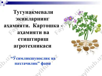 тугунакмевали экинларнинг  аҳамияти. картошка - аҳамияти ва етиштириш агротехникаси — PPT