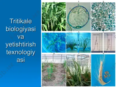 tritikale biologiyasi va yetishtirish texnologiyasi — PPT