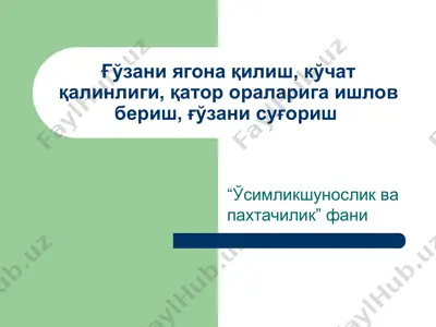 ғўзани ягона қилиш, кўчат қалинлиги, қатор ораларига ишлов бериш, ғўзани суғориш — PPT