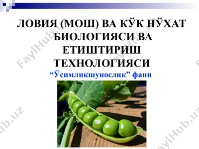 ловия (мош) ва кўк нўхат  биологияси ва етиштириш технологияси — PPT