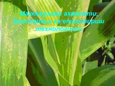 маккажўхори аҳамияти, биологияси ва етиштириш технологияси — PPT