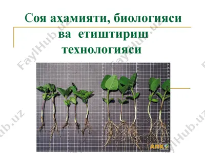 соя аҳамияти, биологияси ва  етиштириш технологияси — PPT