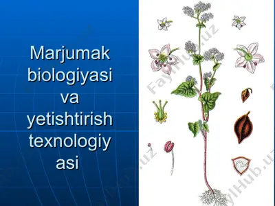 marjumak biologiyasi va yetishtirish texnologiyasi — PPT