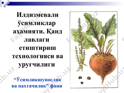 илдизмевали ўсимликлар  аҳамияти. қанд лавлаги  етиштириш технологияси ва уруғчилиги — PPT