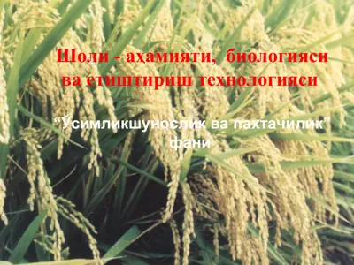 шоли - аҳамияти, биологияси ва етиштириш технологияси — PPT