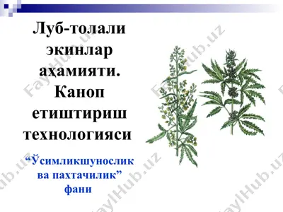 луб-толали экинлар аҳамияти. каноп етиштириш технологияси — PPT