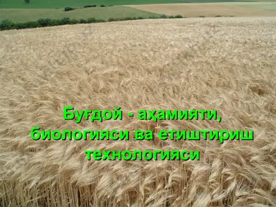 буғдой - аҳамияти, биологияси ва етиштириш технологияси — PPT