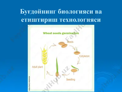 буғдойнинг биологияси ва етиштириш технологияси — PPT