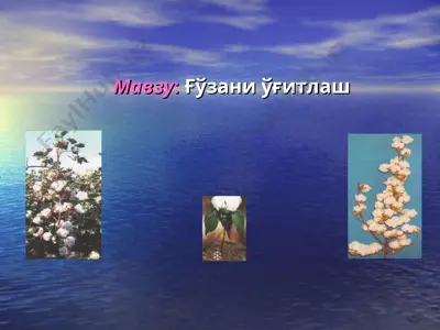ғўзани ўғитлаш — PPT