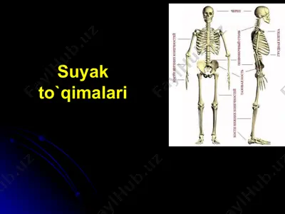 suyak to’qimasi — PPTX