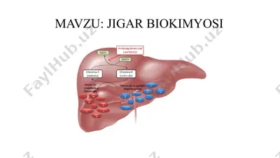 jigar biokimyosi — PPTX