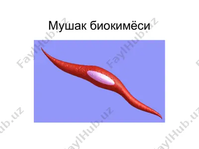 мушак биокимёси — PPTX
