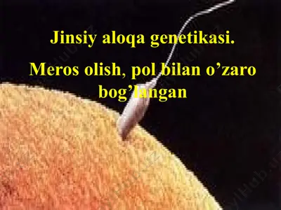jinsiy aloqa genetikasi. meros olish, pol bilan o’zaro bog’langan — PPTX