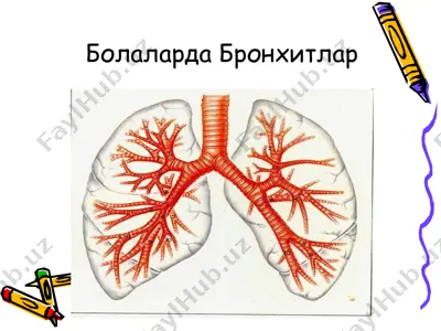 болаларда бронхитлар — PPTX
