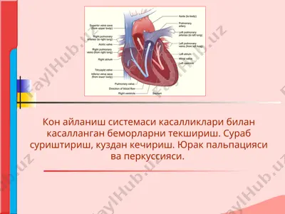 қон айланиш системаси касалликлари билан касалланган беморларни текшириш. сураб суриштириш, кўздан кечириш — PPTX