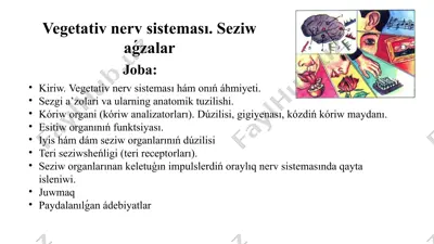 vegetativ nerv sisteması. seziw aǵzalar — PPTX