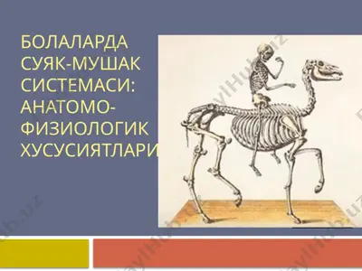 болаларда суяк-мушак системаси. анатомо-физиологик хусусиятлари — PPTX