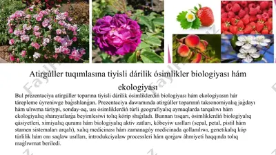 atirgúller tuqımlasına tiyisli dárilik ósimlikler biologiyası hám ekologiyası — PPTX
