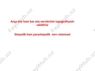 arqa miy ham bas miy nervlerinin topografiyasin salistiriw — PPTX