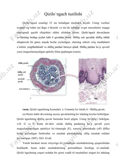 qizilo'ngach tuzilishi — DOC