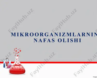 mikroorganizmlarning nafas olishi — PPTX