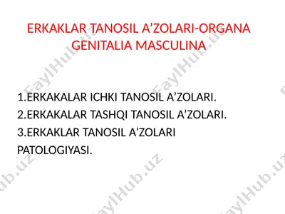 erkaklar tanosil a’zolari-organa genitalia masculina — PPTX