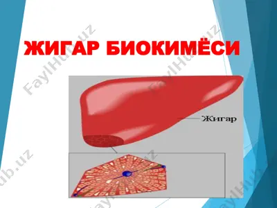 жигар биокимёси — PPT