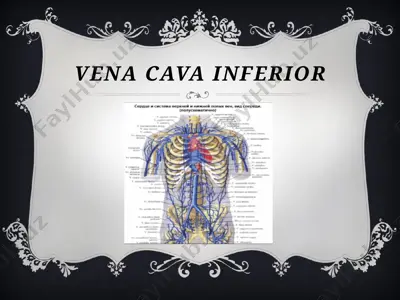 pastki kovak vena — PPTX