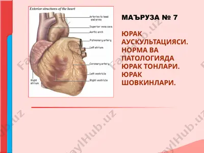 юрак аускультацияси. норма ва патологияда юрак тонлари. юрак шовкинлари — PPT