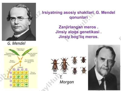 irsiyatning asosiy shakllari. g. mendel qonunlari — PPTX