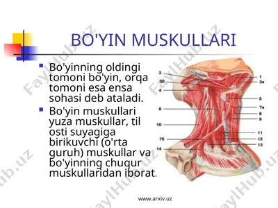 bo'yin muskullari — PPT