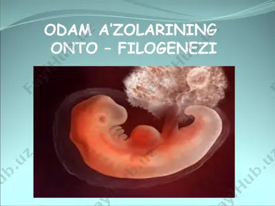 odam a’zolarining onto – filogenezi — PPTX
