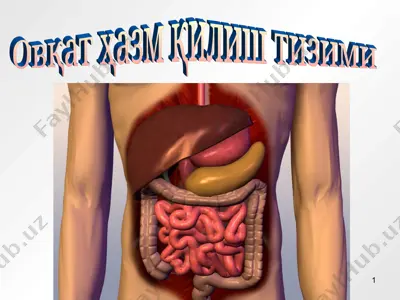 овқат ҳазм қилиш тизими — PPT