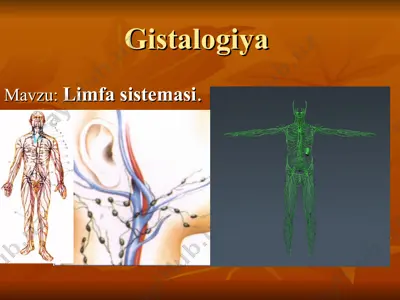 limfa sistemasi — PPT