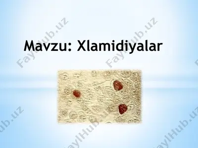 xlamidiyalar — PPTX