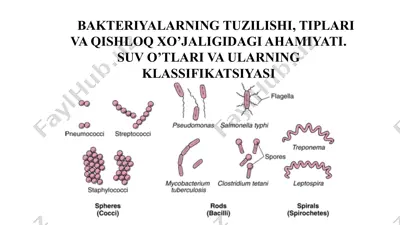 bakteriyalarning tuzilishi, tiplari va qishloq xo’jaligidagi ahamiyati. suv o’tlari va ularning klassifikatsiyasi — PPTX